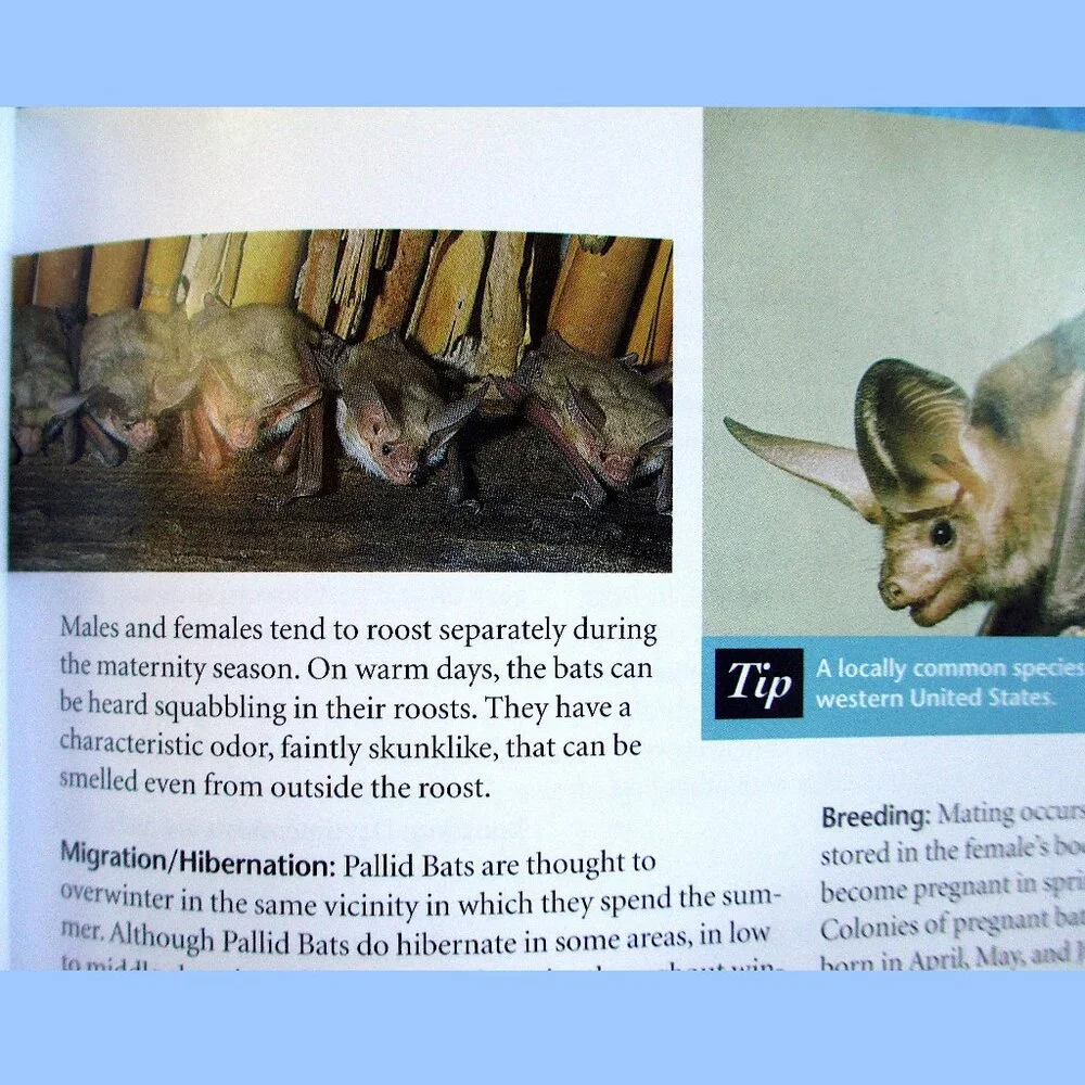 Book: Stokes Beginner's Guide to Bats -- a pocket-sized field guide - Picture 12 of 16